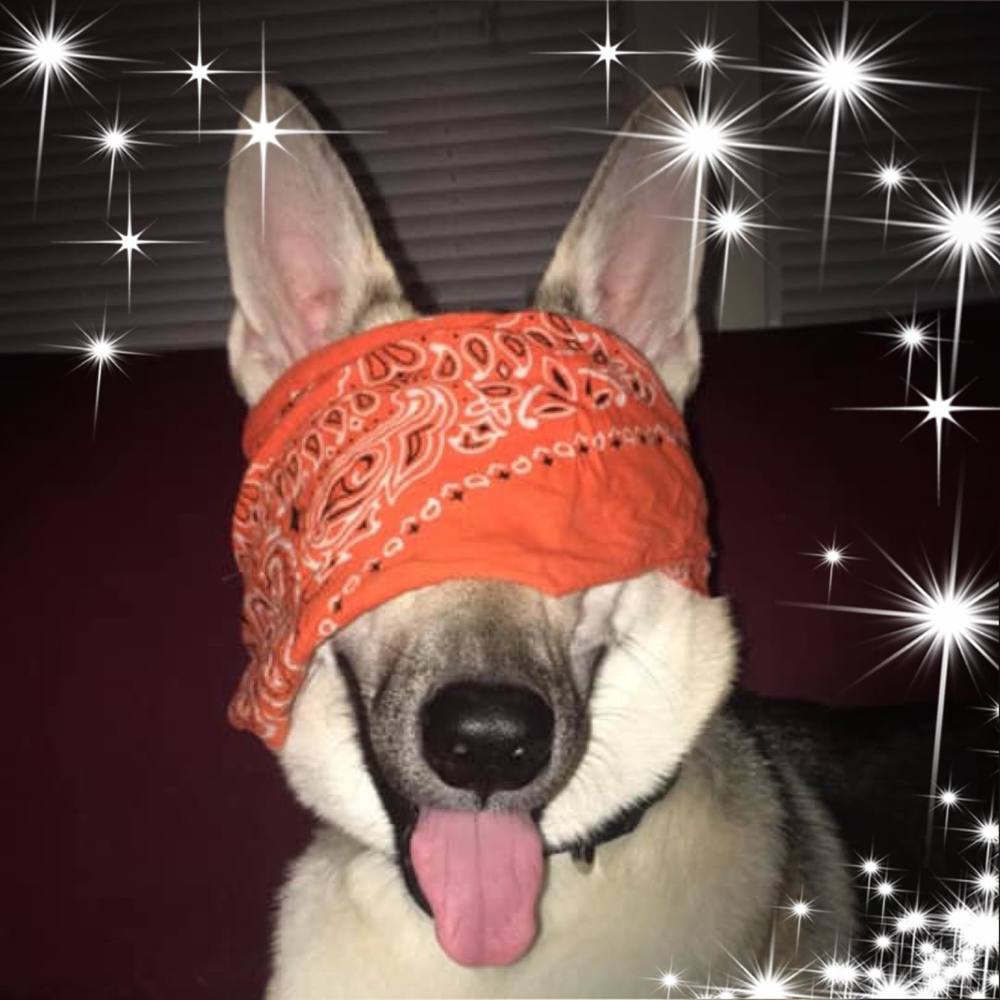 Meet your Posher, Pat